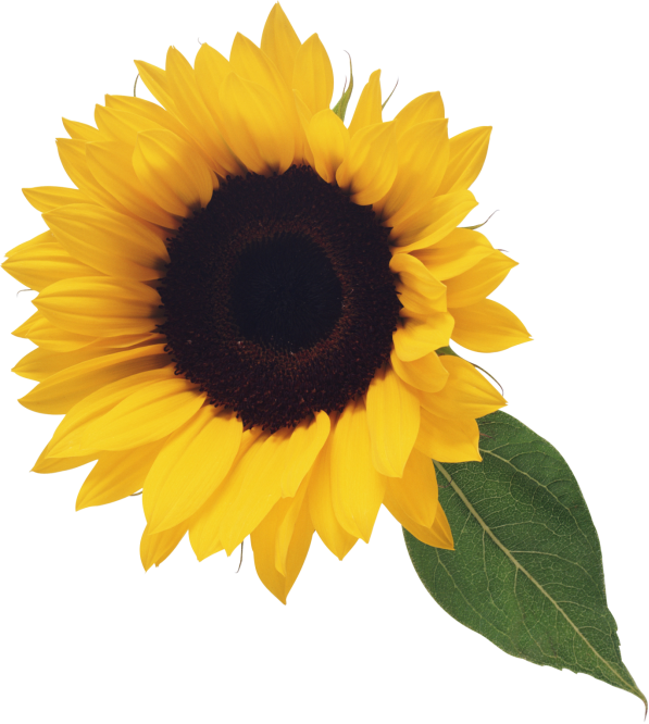 C:\Users\ШКОЛА\Desktop\sunflower_PNG13389.png